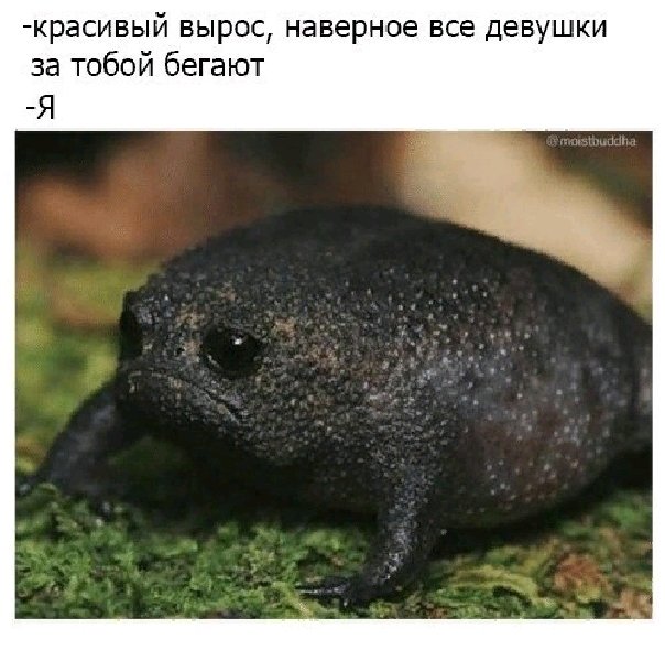 Huge nasty green toad eats black Mouse Stock Photo Adobe Stock