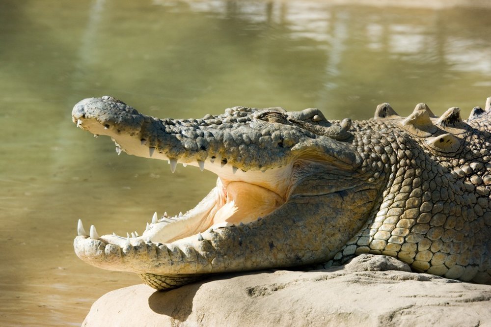 Нильский крокодил относится к пресмыкающимся. Нильский крокодил. Лимпопо крокодиловая река. Крокодил Кайман Лимпопо. Нильский крокодил лапы.